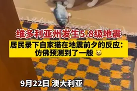 澳大利亚地震前夕居民录下猫的反应：它突然停下玩耍，忧心忡忡地看着我视频封面