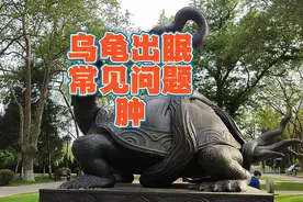 乌龟腿部肿胀怎么办？乌龟水肿、气肿和肥肿的原因区别与治疗方法视频封面