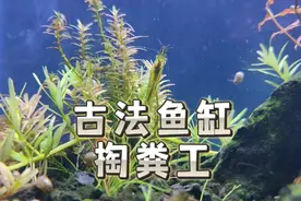 火山石鱼缸怎么清理粪便？古法生态缸有掏粪工，沉淀脏东西不用愁视频封面