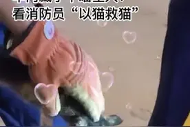 车内藏了个喵星人？看消防员独特救援方式“以猫吸猫”@济宁消防#点赞逆行者 视频封面