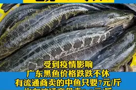 广东黑鱼中鱼大跌，塘头统货发价已见“7”字头！平均2斤卖9.5元/斤！#黑鱼 #水产养殖 #鱼 视频封面