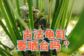 古法乌龟缸需要晒台吗？火山石生态龟缸，真不需要专门设出水晒台视频封面