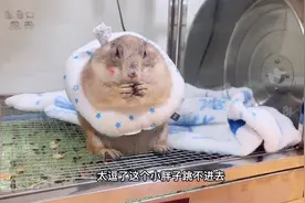 土拨鼠发情了、千万不要去碰它！真的会给你咬一口