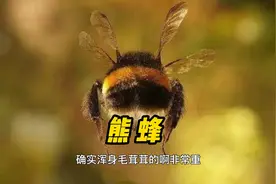 #好样说虫子 熊蜂，胖乎乎的小家伙视频封面