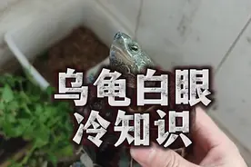 乌龟白眼冷知识，巴西龟眼睛肿了怎么办？8条乌龟白眼病治疗方法视频封面