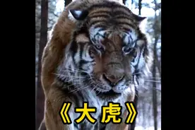 有恩必还，有仇必报！一只虎灭了一队日本军！#老虎 #电影剪辑视频封面