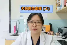犬的黑色素瘤（2） #宠物医院的那些事 #抖音宠物医生视频封面