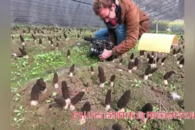在外打工，不如自己创业，四川省绵阳市食用菌食用菌研究所羊肚..视频封面