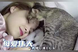 猫妈妈深夜把孩子送给人类，为了小猫不得不放弃，太暖心了#猫咪视频封面