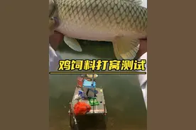鸡饲料打窝钓鱼靠谱吗？我用鸡饲料钓鱼居然做了一回坑冠 #爆护饵料 #鱼饵 #爆护饵料测试 #饵料测试 #饵料测评视频封面