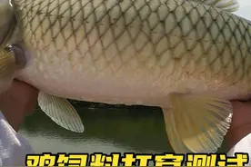 鸡饲料打窝钓鱼靠谱吗？我用鸡饲料钓鱼居然做了一回坑冠 #爆护饵料 #鱼饵 #爆护饵料测试 #饵料测试 #饵料测评视频封面