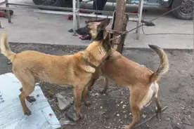 狗狗谈恋爱#现场实拍