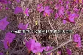 龙井犇福牧场金达莱将迎盛花期视频封面