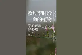 救过李时珍一命的植物——穿心莲，花很可爱像米老鼠； #一日一植物  @抖音短视频  #一花一草一世界视频封面