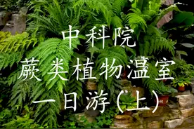蕨类植物又称羊齿植物，是一群进化水平最高的孢子植物。 #园艺视频封面