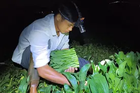 菜心采摘全过程#蔬菜 #记录我的乡村生活 #夫妻日常