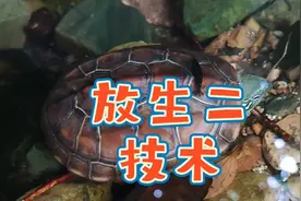 掌握乌龟放生技术，避免瞎放生，家养草龟放生方法技巧和注意事项