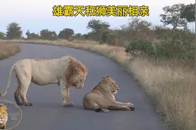 雄霸天和狮美丽在大马路上相亲，雄霸天是个榆木疙瘩一句话都不说视频封面