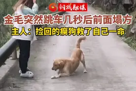 1月10日，四川宜宾一只金毛突然跳车，几秒过后前面塌方。这只捡来的狗狗救了主人一家。#金毛 #狗狗成精了 视频封面