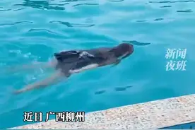 近日，广西柳州。一名女生游泳时，因为其游泳姿势独特、憋气时间长，被网友们戏称为“真.蛙式游泳”...#游泳 视频封面