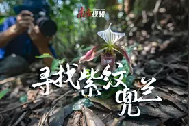 记录植物界大熊猫的野外回归，曾濒危到全球不超过2500株视频封面