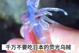 日本海岸，为何漂来大片会发光的乌贼？#旅行大玩家 #海外奇遇见闻录 #带你了解最真实的日本 #日本生活 #赶海 @DOU+小助手视频封面