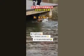 大爷遛狗不知狗掉水中，淡定前行赏风景视频封面