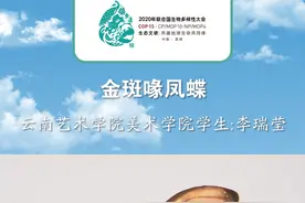 “梦幻中的蝴蝶”、 “蝶中皇后”都是对我的美称，我是中国的国蝶，位居世界八大名贵蝴蝶之首，我是金斑喙凤蝶！视频封面