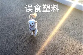 狗狗误食塑料该怎么办？ 一般小一点的都可以自行排出 太大的话还