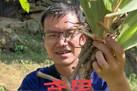 鸢尾我们当地叫它下山虎，鸭屁股等，长得像扁竹根和射干一样，你们认识了吗#植物科普 #了解更多植物 #好东西一起分享给大家视频封面