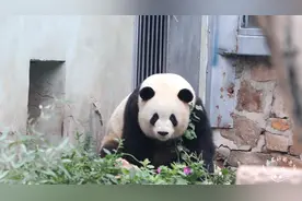 大熊猫萌兰 锯树而已，么么儿你怕啥呀视频封面
