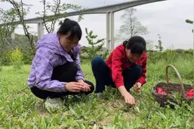 野菜经常吃但是刺荆面吃的不多，没想到做出来的面又长又好吃视频封面