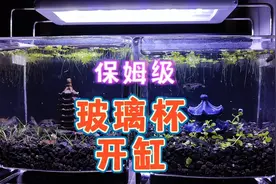 玻璃杯做生态鱼缸开缸全过程视频，12厘米火山石古法缸开缸步骤视频封面