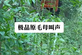 #原毛母叫声 #画眉鸟 #生头画眉鸟开口叫 #逗画眉鸟 #遛鸟视频封面
