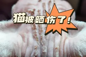 救命！无毛猫真的会被晒伤的！！！已经蜕皮三天了！#记录猫咪日常 #无毛猫 #无毛猫挤黑头 #萌宠视频封面