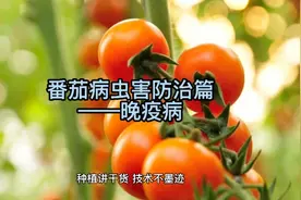 番茄西红柿圣女果晚疫病危害与诊断及防治方法视频封面