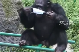 萌翻了！大猩猩学饲养员戴口罩，脸太大戴不上视频封面