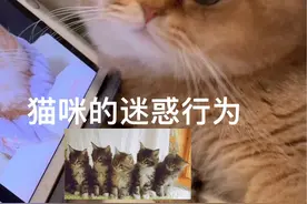 我不会运镜，但我家猫懂节奏啊！#啵哔啵哔啵蹦迪运镜视频封面