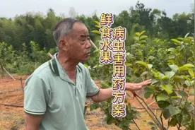柿子树病害的判断与治疗#新农人计划2023 #三农 #果园管理