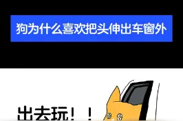 狗狗坐车为什么喜欢把头伸到车窗外？#科学养宠攻略 #养宠进阶指南 #狗狗 #宠物科普 #狗狗坐车 #宠物 视频封面