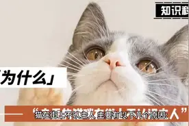 猫为什么出了家门就不认识主人了？！#猫咪的迷惑行为