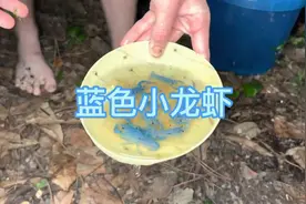 水质被污染导致龙虾成为蓝色，你敢吃吗？#全程高能视频封面