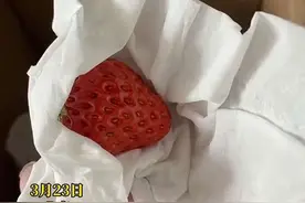 3月23日，北京。妈妈用卫生纸把草莓挨个包好，让丈夫带给在千里之外实习的女儿。女儿张同学称，草莓是爸爸从宁夏带过来的，觉得很感动，妈妈为了能让自己吃到没有破损的草莓费了很多心思，父母的爱是不嫌麻烦的，每一个离开家的孩子都会被父母惦念着。#妈妈用纸挨个包草莓带给女儿#宁夏视频封面