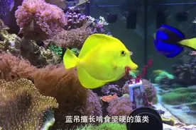 海缸“新手三宝”之一的黄金吊，又好看又好养，绝对的推荐！视频封面