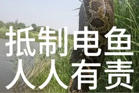 电鱼对鱼影响有多大，鱼体型都变了，以前只见过马口被电变形的，没想到黑鱼也有被电成这样的！#路亚雷强黑鱼打黑 #电鱼的危害