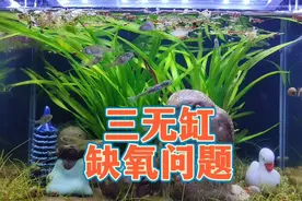 三无鱼缸缺氧怎么办？古法生态缸缺氧的两大原因和增氧解决方法视频封面
