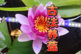 火山石颗粒可以种睡莲吗？古法养鱼生态缸养莲花的方法和注意事项视频封面
