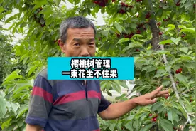 樱桃树一树花坐不住果的原因视频封面