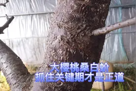 大樱桃蚧壳虫危害如此重，您知道如何科学防治吗。＠田园大喇叭视频封面
