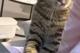 虎虎下辈子还会想做妈妈的小猫吗？ #狸花猫 #我的世界不能没有小猫 #这是我的小猪猫 #一起看透麦富迪#有猫有狗就有麦富迪视频封面